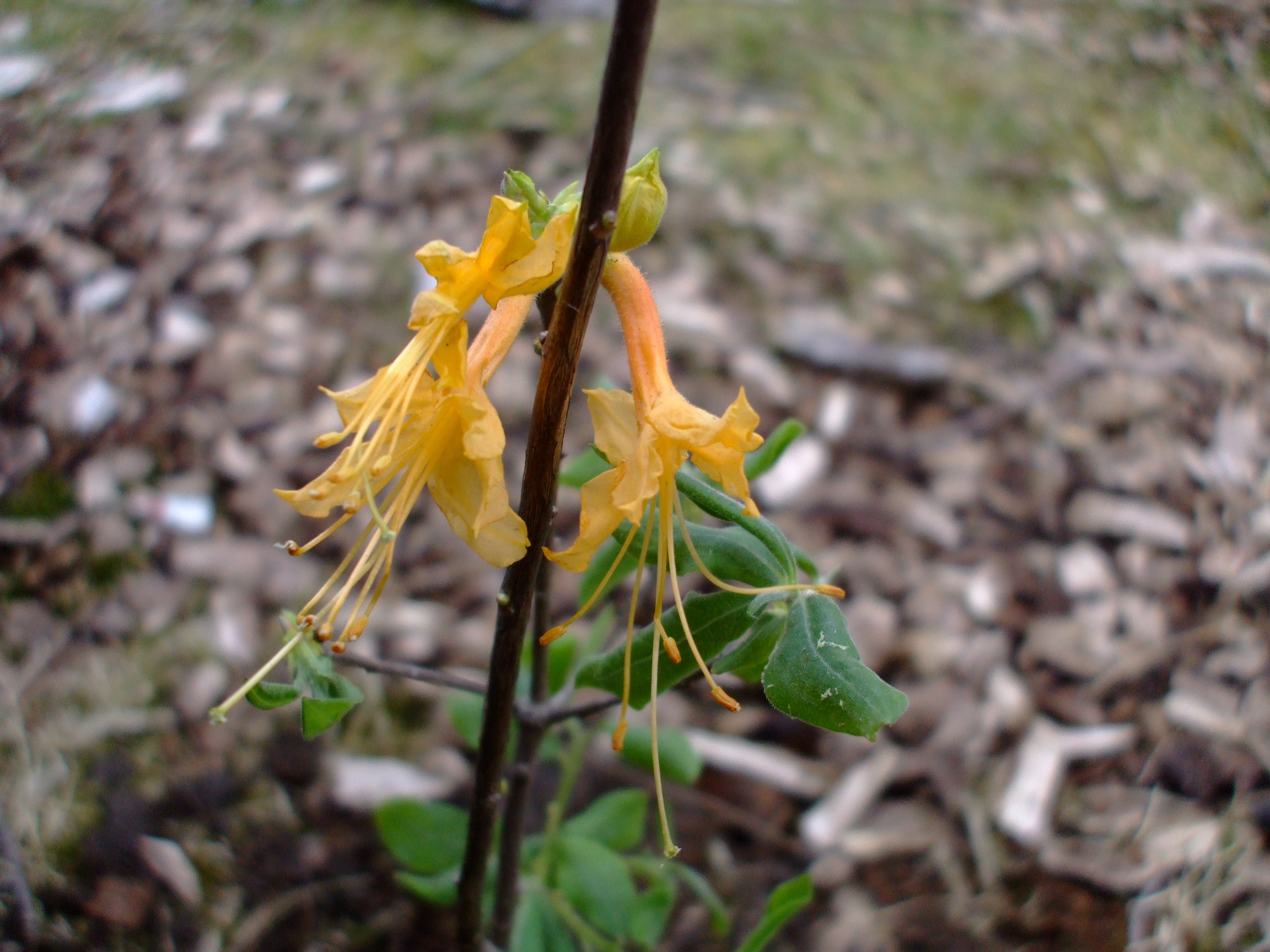Rhododendron austrinum